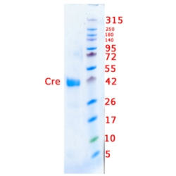 Cre Recombinase for site-specific loxP recombination