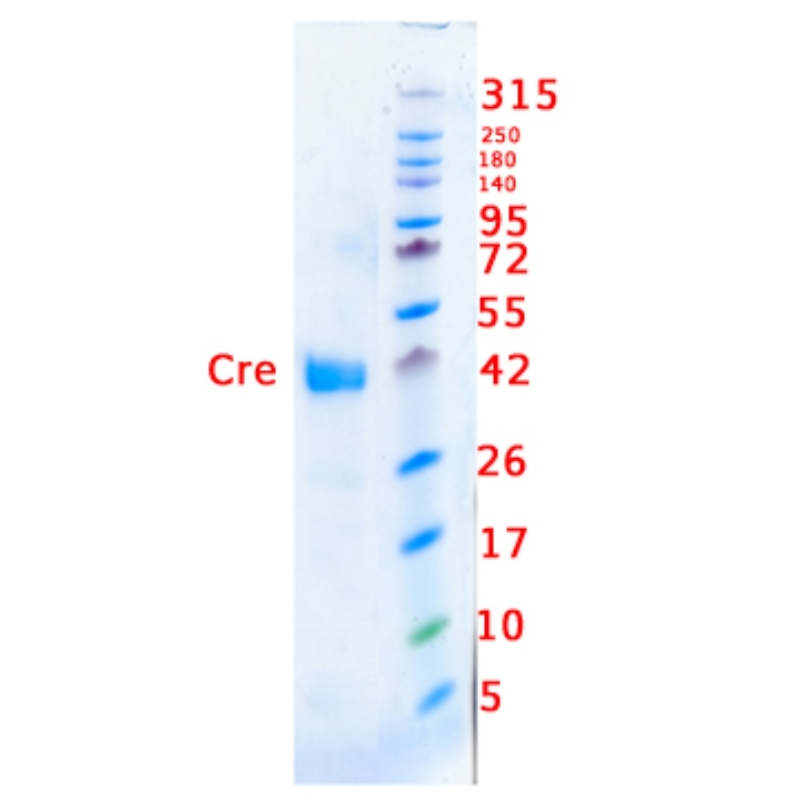 Cre Recombinase for site-specific loxP recombination