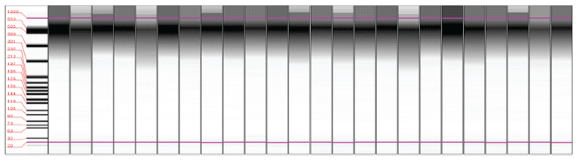 Layer-953.png