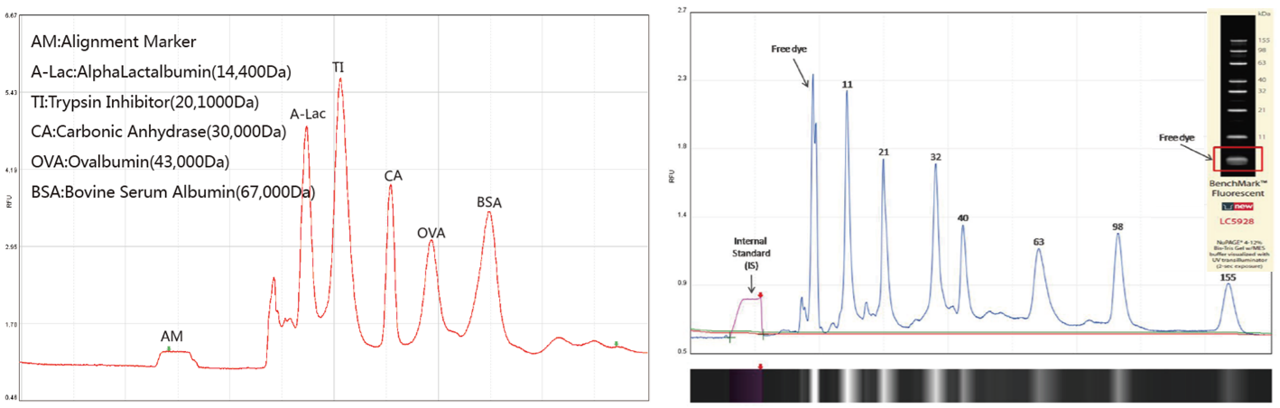 Protein graphs.PNG