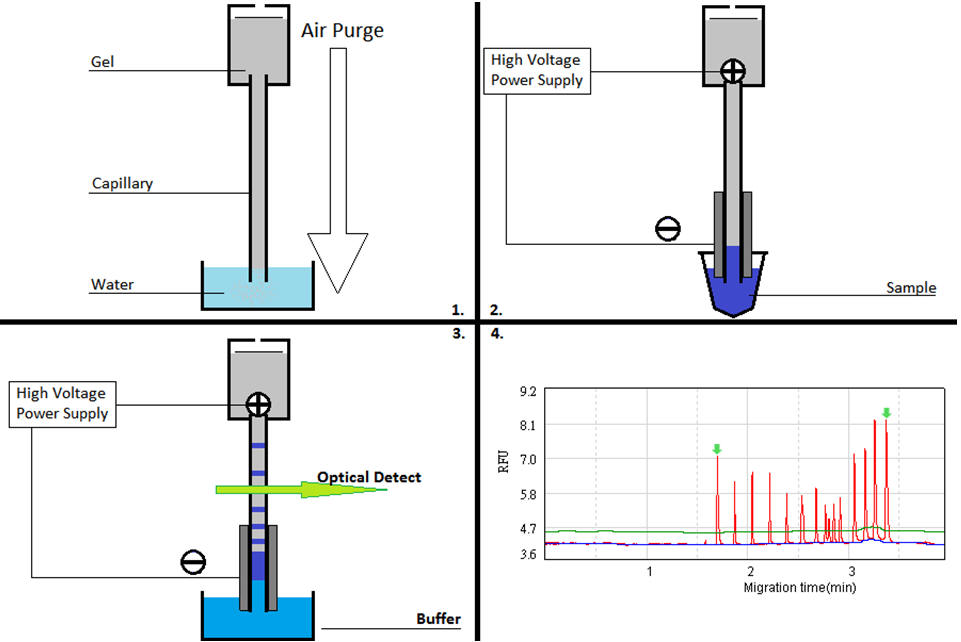 Qsep cartridge schematic.jpg