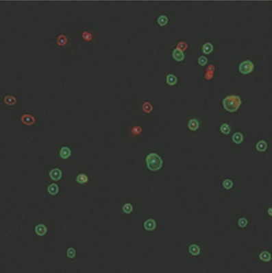 primary_cells.jpg